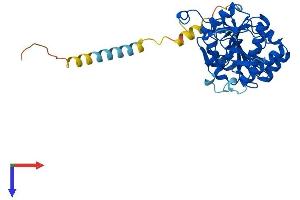 EXTL2 Protein (AA 1-330) (His tag)