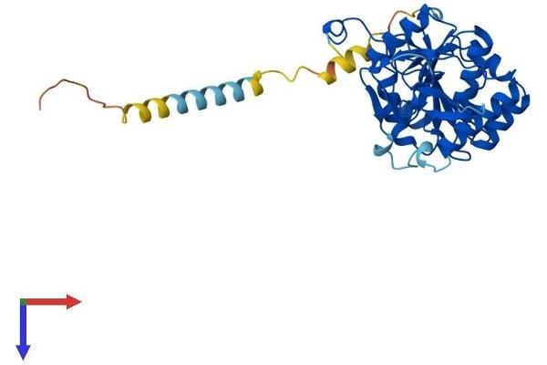 EXTL2 Protein (AA 1-330) (His tag)