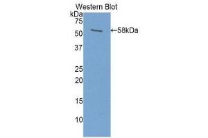 Western Blotting (WB) image for anti-Prolactin (PRL) (AA 1-226) antibody (ABIN3207693) (Prolactin Antikörper  (AA 1-226))