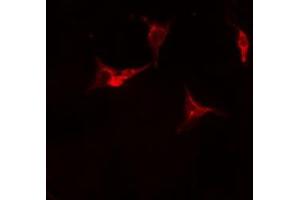 ABIN6275968 staining Hela cells by IF/ICC. (Adenosine A2a Receptor Antikörper  (Internal Region))