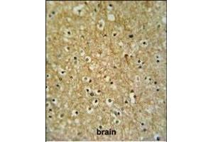 CIRH1A Antibody (N-term) (ABIN653909 and ABIN2843146) IHC analysis in formalin fixed and paraffin embedded brain tissue followed by peroxidase conjugation of the secondary antibody and DAB staining. (CIRH1A Antikörper  (N-Term))