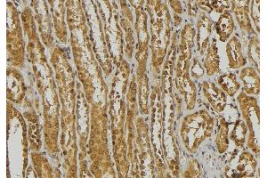 ABIN6278445 at 1/100 staining Mouse kidney tissue by IHC-P. (DEFa3 Antikörper  (Internal Region))