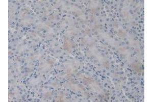 IHC-P analysis of Mouse Kidney Tissue, with DAB staining. (IL1F9 Antikörper  (AA 5-149))