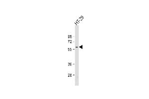 Anti-SRC Antibody at 1:500 dilution + HT-29 whole cell lysate Lysates/proteins at 20 μg per lane. (Src Antikörper)