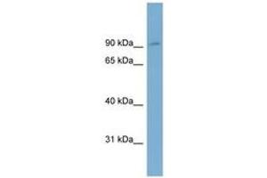 Image no. 1 for anti-Oxysterol Binding Protein-Like 1A (OSBPL1A) (AA 503-552) antibody (ABIN6743382) (OSBPL1A Antikörper  (AA 503-552))