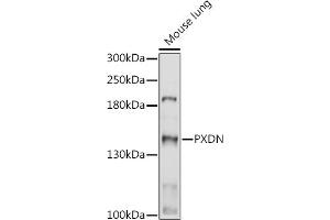 Western blot analysis of extracts of Mouse lung, using PXDN antibody (ABIN7269230) at 1:1000 dilution. (Peroxidasin Antikörper)