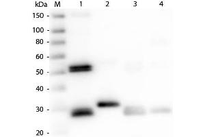 Western Blot of Anti-Rat IgG (H&L) (RABBIT) Antibody . (Kaninchen anti-Ratte IgG (Heavy & Light Chain) Antikörper (HRP))