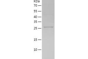 Western Blotting (WB) image for Thioredoxin-Like 1 (TXNL1) (AA 1-289) protein (His tag) (ABIN7125365) (TXNL1 Protein (AA 1-289) (His tag))