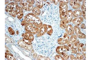 ABIN2613479 (4µg/ml) staining of paraffin embedded Human Kidney. (Sclerostin Antikörper  (C-Term))