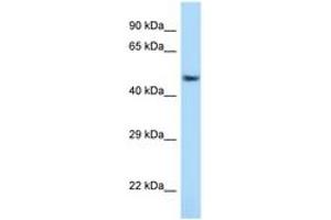Image no. 1 for anti-Activating Transcription Factor 7 (AFT7) (AA 397-446) antibody (ABIN6748021) (AFT7 Antikörper  (AA 397-446))