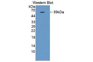 Western Blotting (WB) image for anti-Fms-Related tyrosine Kinase 1 (VEGFR1) (FLT1) (AA 167-424) antibody (ABIN1860934) (FLT1 Antikörper  (AA 167-424))