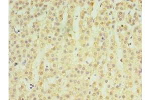 Immunohistochemistry of paraffin-embedded human adrenal gland tissue using ABIN7159050 at dilution of 1:100 (Matrilin 3 Antikörper  (AA 277-486))