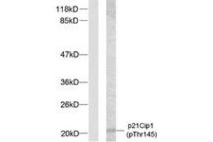 Western blot analysis of extracts from HeLa cells treated with EGF, using p21 Cip1 (Phospho-Thr145) Antibody. (p21 Antikörper  (pThr145))
