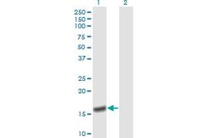 Western Blot analysis of PPIA expression in transfected 293T cell line by PPIA monoclonal antibody (M01), clone 1F4-1B5. (PPIA Antikörper  (AA 1-165))