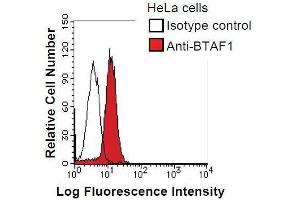 HeLa cells were fixed in 2% paraformaldehyde/PBS and then permeabilized in 90% methanol. (BTAF1 Antikörper)