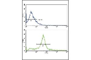 Flow cytometric analysis of 293 cells using ErbB3 Antibody (N-term) (bottom histogram) compared to a negative control cell (top histogram). (ERBB3 Antikörper  (N-Term))