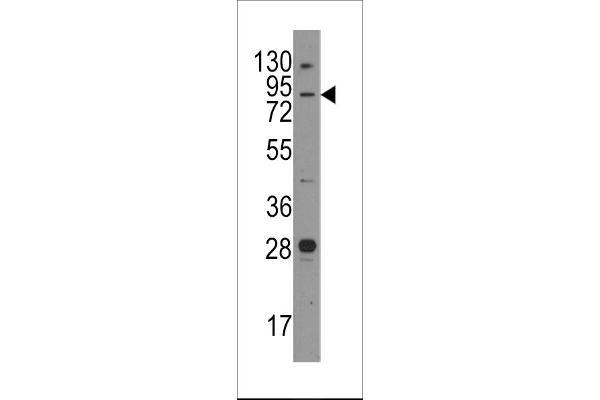 Junctophilin 3 Antikörper  (AA 549-578)