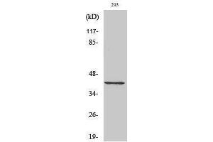 Western Blotting (WB) image for anti-Cyclin-Dependent Kinase 7 (CDK7) (C-Term) antibody (ABIN3174322) (CDK7 Antikörper  (C-Term))