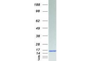 Validation with Western Blot (FKBP1A Protein (Transcript Variant 12A) (Myc-DYKDDDDK Tag))
