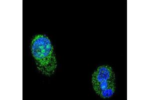 Immunofluorescence (IF) image for anti-HNF1 Homeobox A (HNF1A) antibody (ABIN3003881) (HNF1A Antikörper)