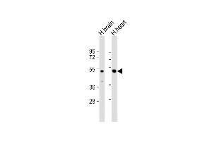 All lanes : Anti-PCOLCE2 Antibody (Center) at 1:2000 dilution Lane 1: human brain lysate Lane 2: human heart lysate Lysates/proteins at 20 μg per lane. (PCOLCE2 Antikörper  (AA 201-230))