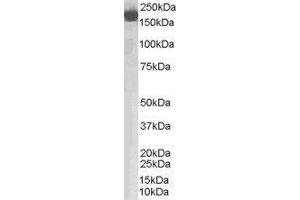 Western Blotting (WB) image for Complement Factor H (CFH) peptide (ABIN370307) (Complement Factor H (CFH) Peptid)