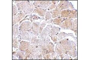 Immunohistochemistry of MAPKAP1 in human skeletal muscle tissue with this product at 2. (Transportin 1 Antikörper  (N-Term))