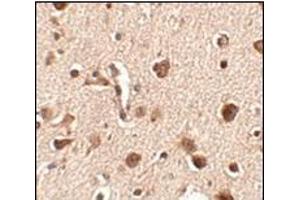 Immunohistochemistry of Slitrk4 in human brain tissue with this product at 2. (SLITRK4 Antikörper  (C-Term))