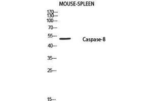 Western Blot (WB) analysis of Mouse Spleen using Caspase-8 P18 antibody. (Caspase-8 p18 Antikörper  (cleaved, Ser217))