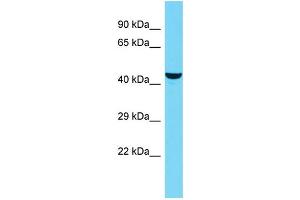 Host: Rabbit Target Name: KIAA0513 Sample Type: OVCAR-3 Whole Cell lysates Antibody Dilution: 1. (KIAA0513 Antikörper  (C-Term))