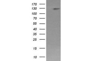 Image no. 6 for anti-Phosphoinositide-3-Kinase, Catalytic, gamma Polypeptide (PIK3CG) antibody (ABIN1500206)