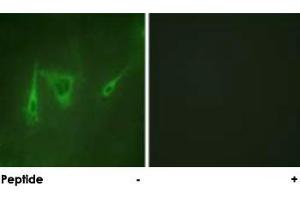 Immunofluorescence analysis of NIH/3T3 cells, using YWHAZ polyclonal antibody . (14-3-3 zeta Antikörper)