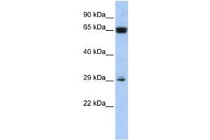 Western Blotting (WB) image for anti-MGC45491 antibody (ABIN2459931) (MGC45491 Antikörper)
