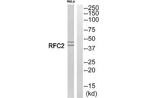 Western blot analysis of extracts from HeLa cells, using RFC2 antibody. (RFC2 Antikörper  (Internal Region))