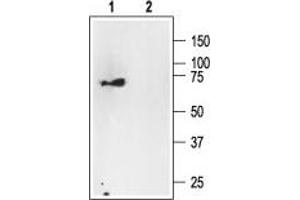 Western blot analysis of rat brain membranes: - 1. (NGFR Antikörper  (Intracellular))