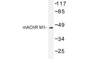 Image no. 1 for anti-Muscarinic Acetylcholine Receptor M1 (CHRM1) antibody (ABIN317696) (CHRM1 Antikörper)
