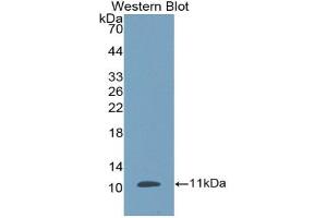 Detection of Recombinant DEFb1, Porcine using Polyclonal Antibody to Defensin Beta 1 (DEFb1) (beta Defensin 1 Antikörper  (AA 24-64))