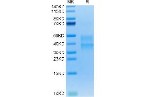 Clusterin Protein (CLU) (AA 22-448) (His tag)