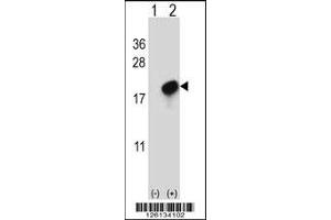 Western blot analysis of CMTM7 using rabbit polyclonal CMTM7 Antibody using 293 cell lysates (2 ug/lane) either nontransfected (Lane 1) or transiently transfected (Lane 2) with the CMTM7 gene. (CMTM7 Antikörper  (N-Term))