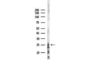 anti-Cystatin F (Leukocystatin) (CST7) (N-Term) antibody