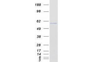 Validation with Western Blot (KPNA6 Protein (Myc-DYKDDDDK Tag))