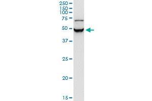 STRADB monoclonal antibody (M02), clone 3E11. (STRADB Antikörper  (AA 319-418))