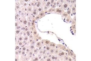 Immunohistochemistry of paraffin-embedded mouse liver using CDKN1A Antibody. (p21 Antikörper)