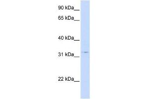 STX1A antibody (70R-10562) used at 0. (STX1A Antikörper  (N-Term))