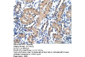 Rabbit Anti-RAE1 Antibody  Paraffin Embedded Tissue: Human Kidney Cellular Data: Epithelial cells of renal tubule Antibody Concentration: 4. (RAE1 Antikörper  (C-Term))