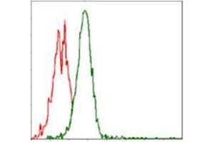 Flow cytometric analysis of Jurkat cells using RPS6KB1 mouse mAb (green) and negative control (red). (RPS6KB1 Antikörper)