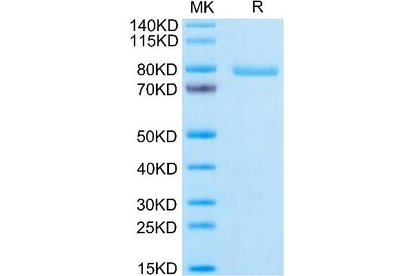 NOTCH3 Protein (AA 40-467) (Fc Tag)