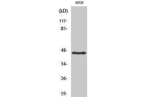 Western Blotting (WB) image for anti-Keratin 18 (KRT18) (Ser726), (Ser731) antibody (ABIN3184229) (Cytokeratin 18 Antikörper  (Ser726, Ser731))
