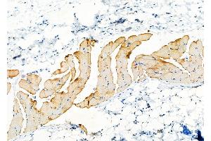 ABIN6261220 and ABIN6277828 at 1/100 staining Rat skin tissue by IHC-P. (DAP Antikörper  (N-Term))