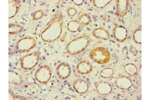 Immunohistochemistry of paraffin-embedded human kidney tissue using ABIN7143993 at dilution of 1:100 (AES Antikörper  (N-Term))